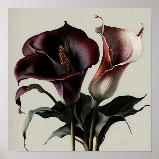 Maroon Calla Lilies Lily Flower Art Print Poster (Front)