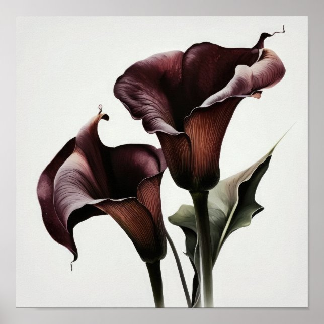 Maroon Calla Lilies Lily Flower Art Print Poster (Front)