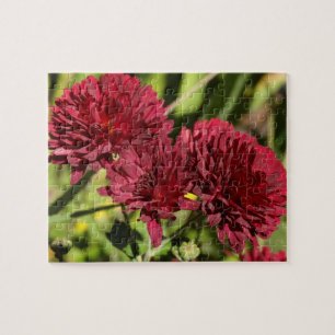 Maroon Chrysanthemums Jigsaw Puzzle