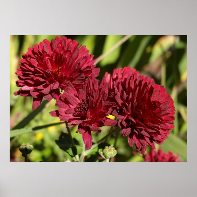 Maroon Chrysanthemums Poster (Front)