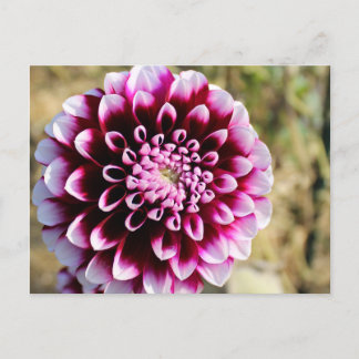 Maroon Dahlia Holiday Postcard