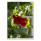 Maroon Hibiscus Shadow Fairy