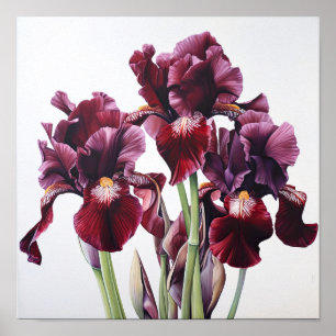 Maroon Irises Flower Art Print Poster
