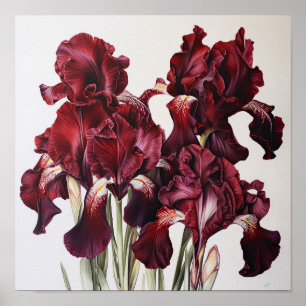 Maroon Irises Flower Art Print Poster