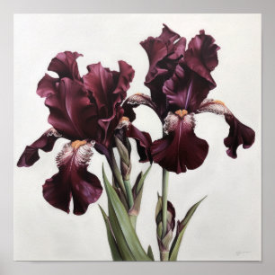 Maroon Irises Flower Art Print Poster