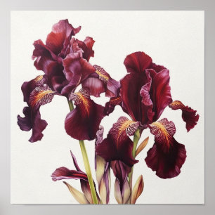 Maroon Irises Flower Art Print Poster