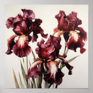 Maroon Irises Flower Art Print Poster