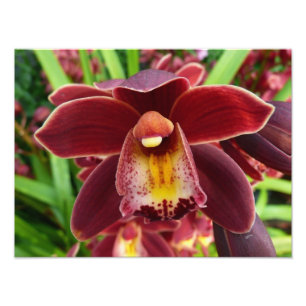 Maroon Orchids I Beautiful Red Floral Photo Print