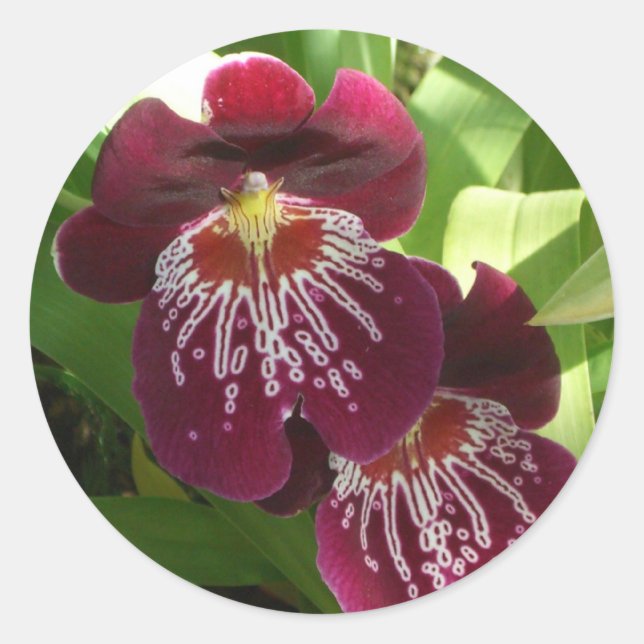 Maroon Orchids II Elegant Floral Classic Round Sticker (Front)