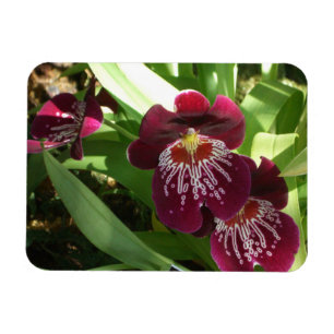 Maroon Orchids II Elegant Floral Magnet