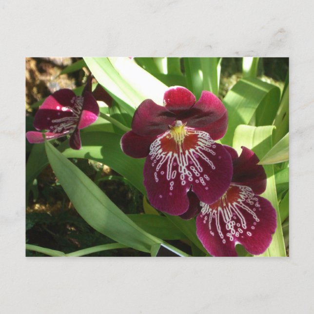 Maroon Orchids II Elegant Floral Postcard (Front)