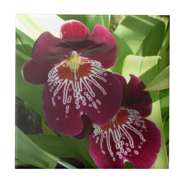 Maroon Orchids II Elegant Floral Tile (Front)