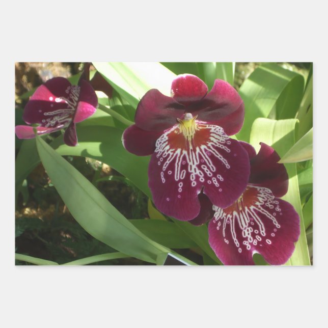 Maroon Orchids II Elegant Floral Wrapping Paper Sheet (Front)