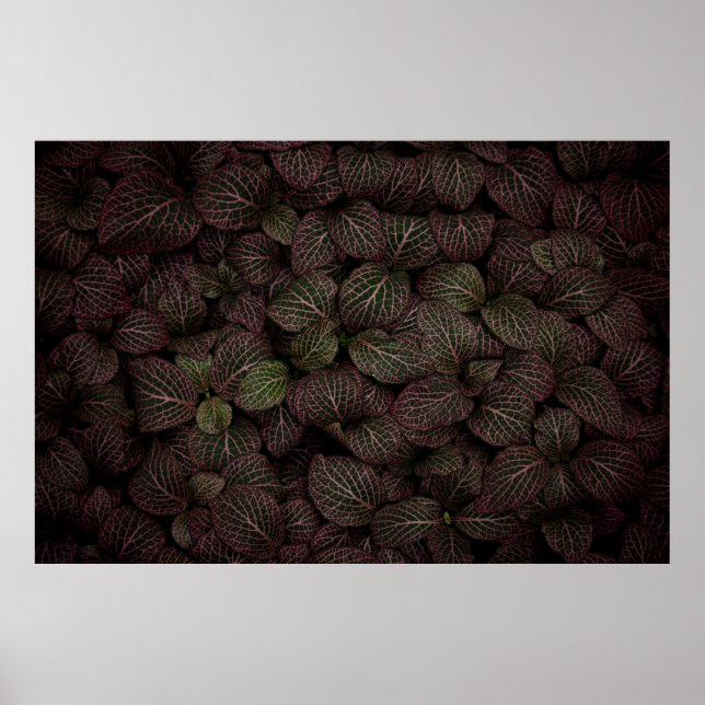 Maroon petaled flower poster (Front)