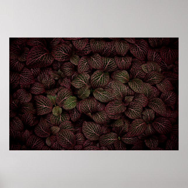MAROON PETALED FLOWER POSTER (Front)