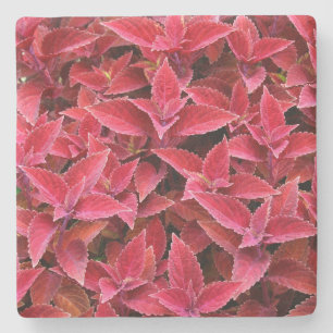 Maroon Red Coleus Texture, Stone Coaster