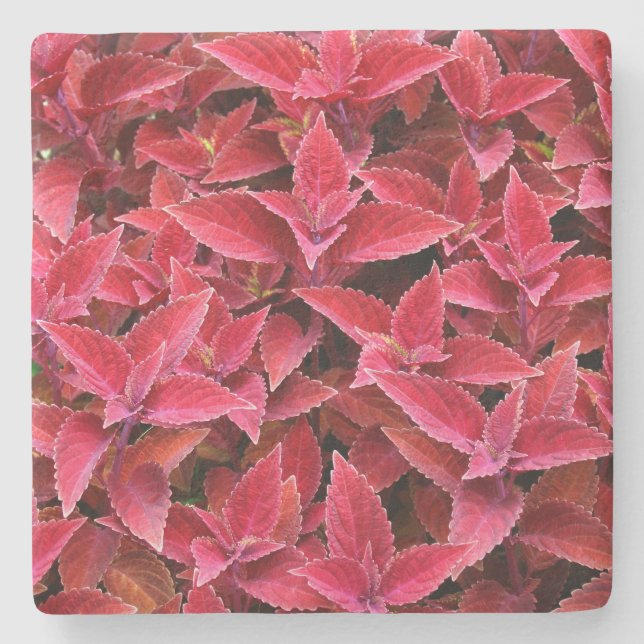 Maroon Red Coleus Texture, Stone Coaster (Front)