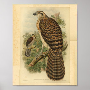Marquis Doria's Goshawk Bird Colour Vintage Print