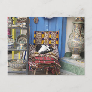 Marrakesh Cat Postcard