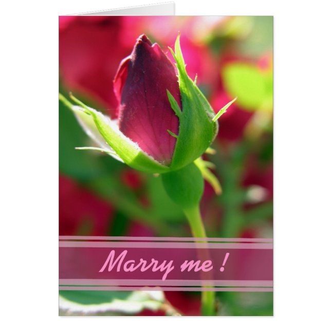 Marry me red rose bud (Front)