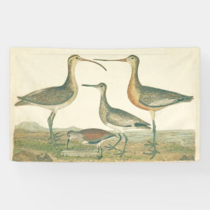 Marsh Bird Curlew Snipe Birding Banner