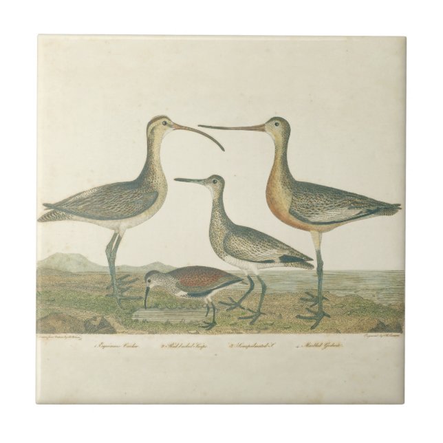 Marsh Bird Curlew Snipe Birding Ceramic Tile (Front)
