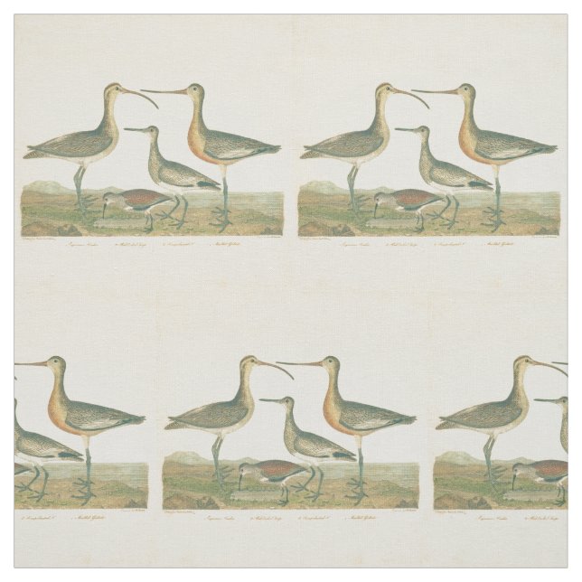 Marsh Bird Curlew Snipe Birding Fabric (Swatch)