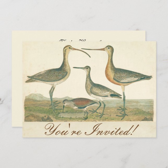 Marsh Bird Curlew Snipe Birding Invitation (Front/Back)