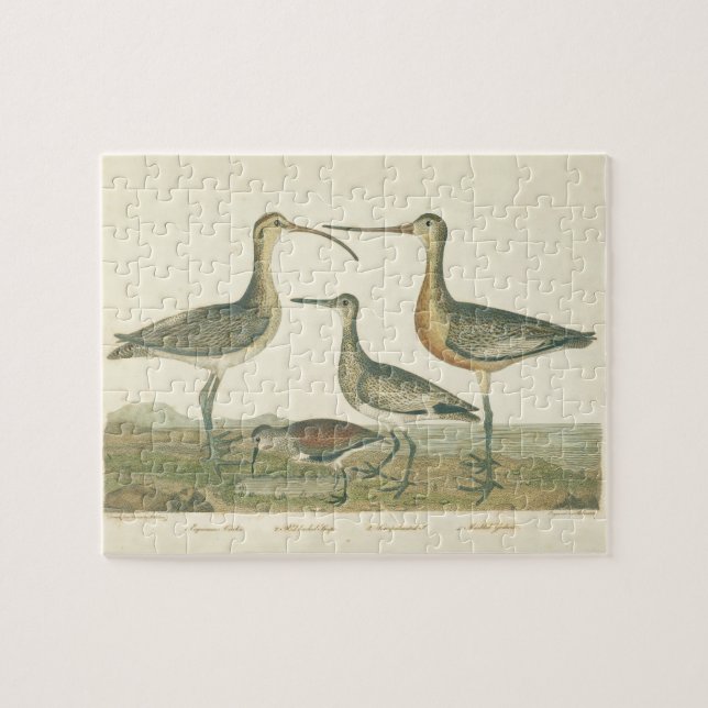 Marsh Bird Curlew Snipe Birding Jigsaw Puzzle (Horizontal)