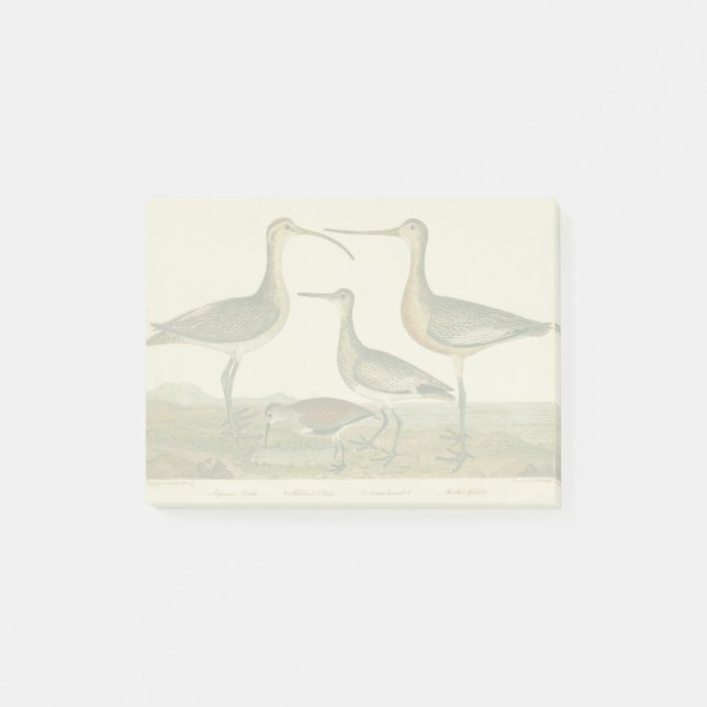 Marsh Bird Curlew Snipe Birding Post-it Notes (Front)