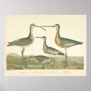 Marsh Bird Curlew Snipe Birding Poster