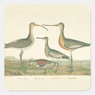Marsh Bird Curlew Snipe Birding Square Sticker