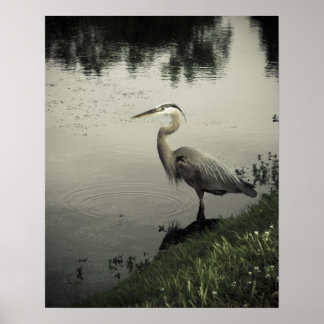 Marsh Bird on the Shore Poster