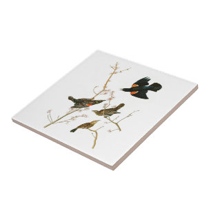Marsh Blackbird John Audubon Birds of America Tile