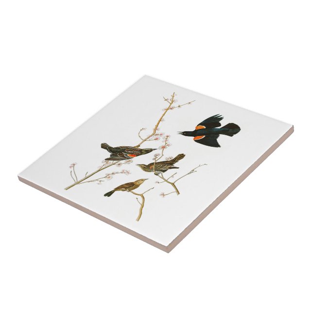 Marsh Blackbird John Audubon Birds of America Tile (Side)