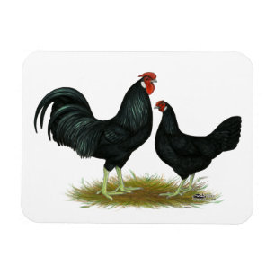 Marsh Daisy Chickens Magnet