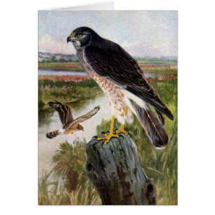 Marsh Hawk