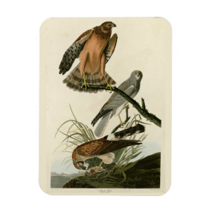 Marsh Hawk from Audubon's Birds of America Magnet