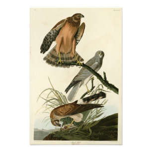 Marsh Hawk from Audubon's Birds of America Photo Print