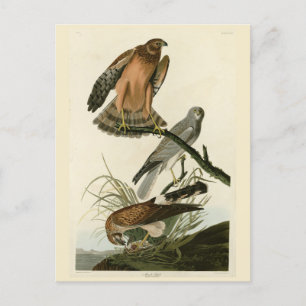 Marsh Hawk from Audubon's Birds of America Postcard