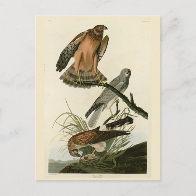 Marsh Hawk from Audubon's Birds of America Postcard (Front)