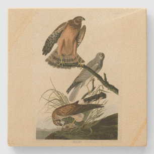 Marsh Hawk from Audubon's Birds of America Stone Coaster