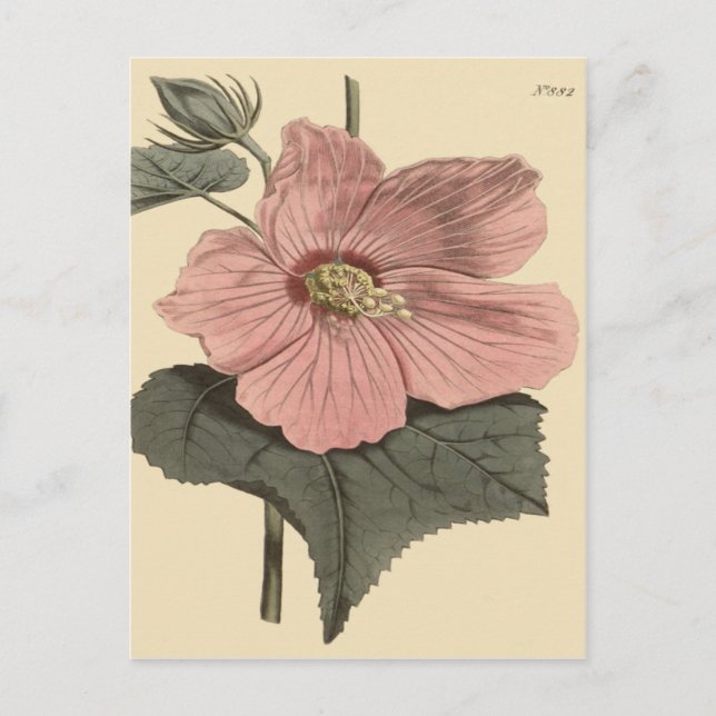 Marsh Hibiscus Botanical Illustration Postcard (Front)