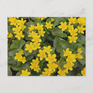 Marsh Marigold in Bloom Postcard