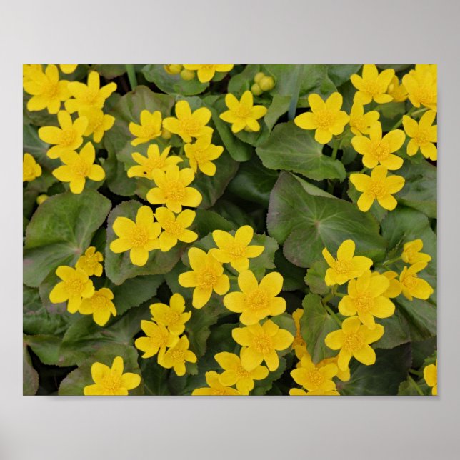 Marsh Marigold in Bloom Poster (Front)