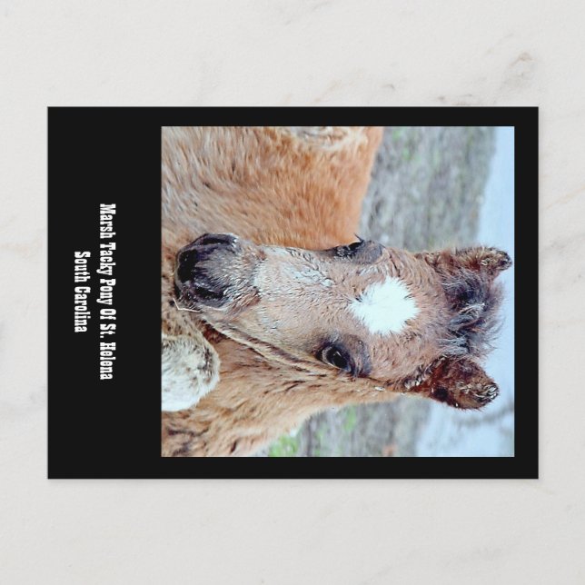 Marsh  Tacky Horse Postcard (Front)