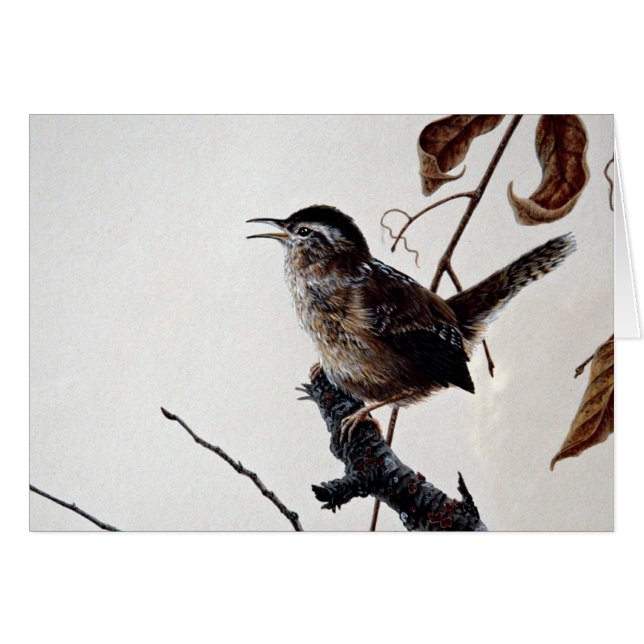 Marsh wren (Front Horizontal)