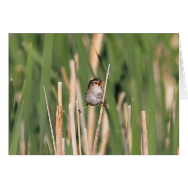 Marsh Wren (Front Horizontal)