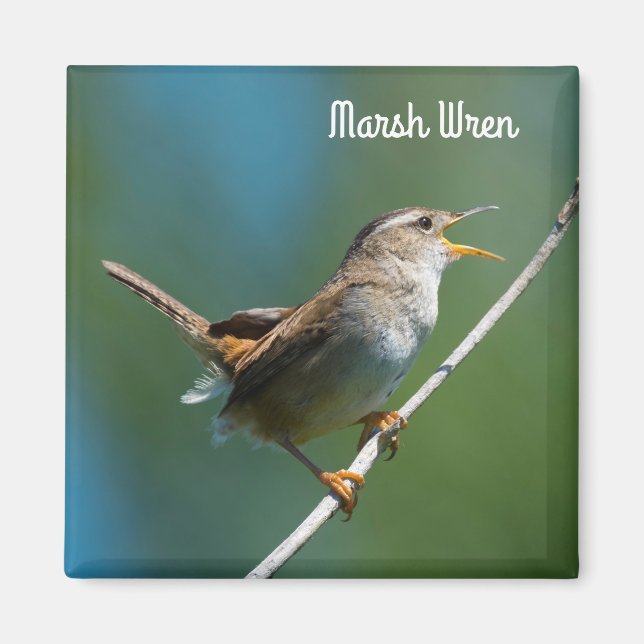 Marsh Wren Magnet (Front)