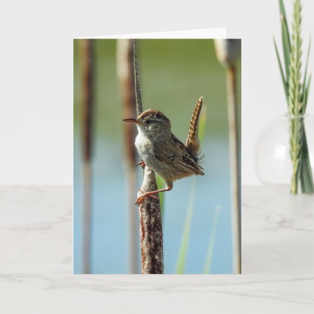 Marsh Wren Notecard (Front)